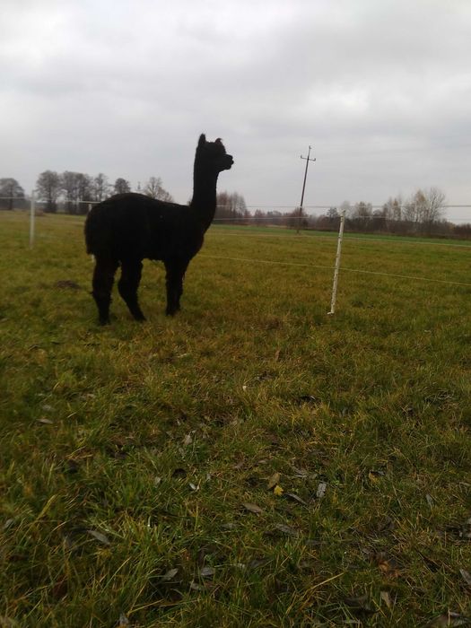 Sprzedam samicę alpakę