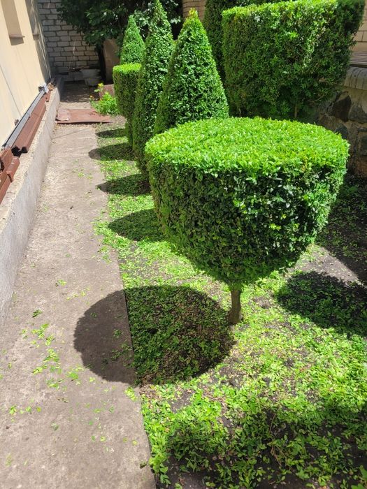 Самшит Buxus ,есть предложение для опта,купить все