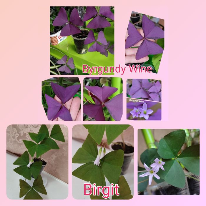 Кислица более 10 сортов оксалис ( добре утро, цветок счастья, клевер)