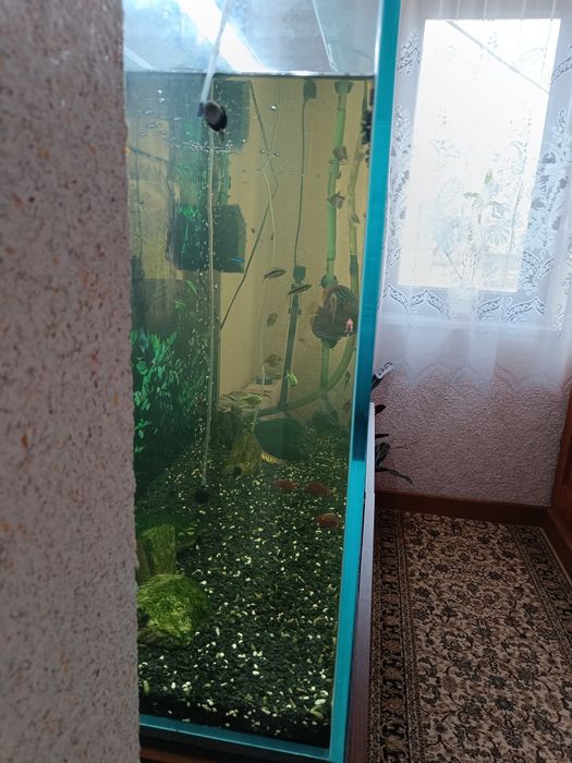 Akwarium  308 litrów
