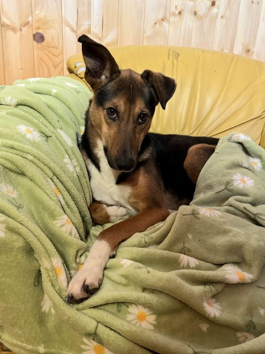 Malaj do adopcji