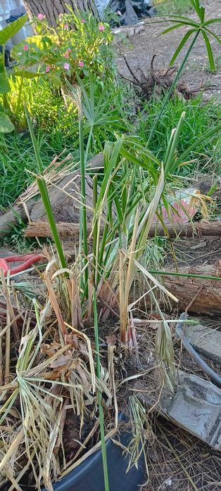 Vendo pés ou raízes de Papiros para plantar