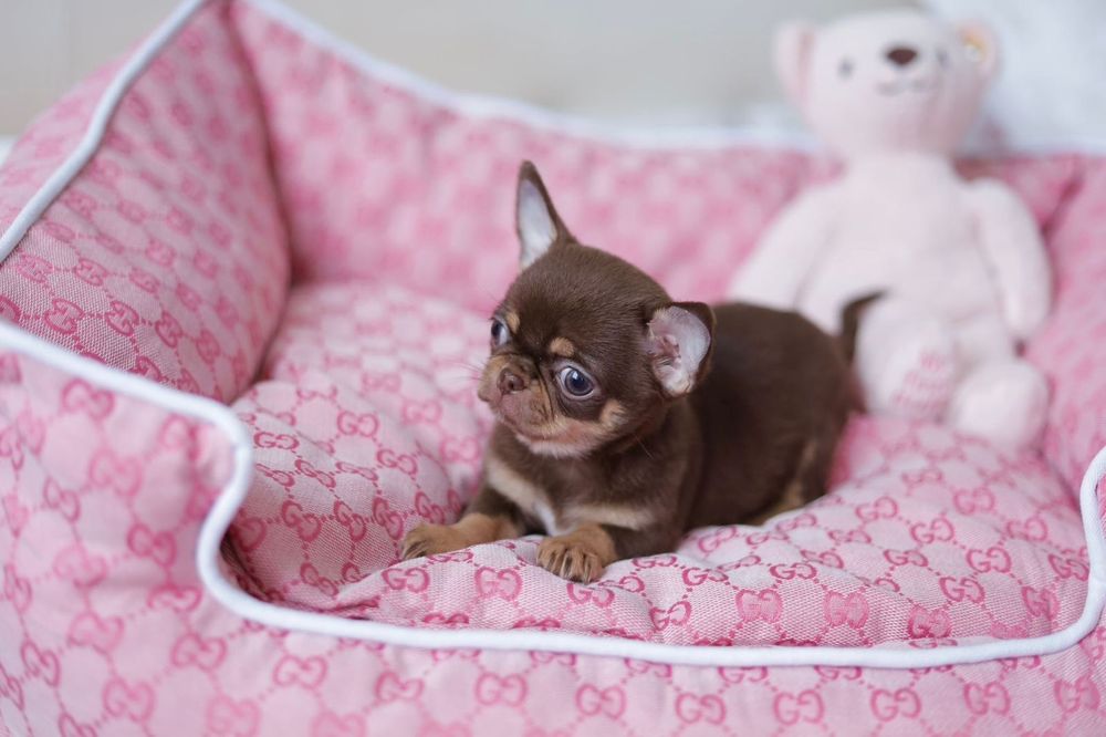 Mikro chihuahua FCI dziewczynka