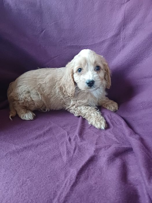 Cavapoo f2 karmel Nowy Podleś • OLX.pl