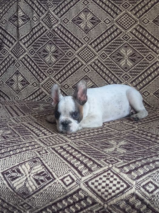 Buldog francuski piesek
