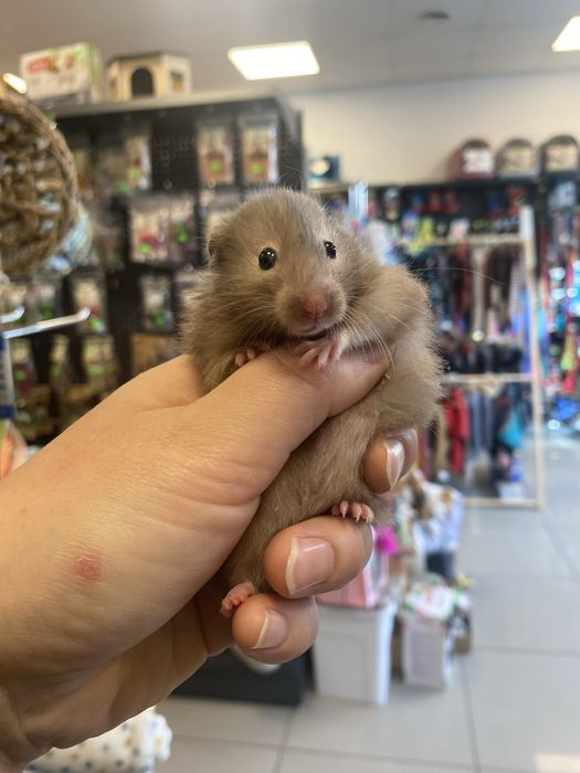 Chomik syryjski szary krótko włosy i długowłosy zooanimals