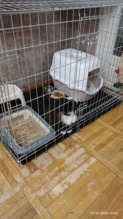 Отель Готель для котів (домашняя котогостиница) передержка