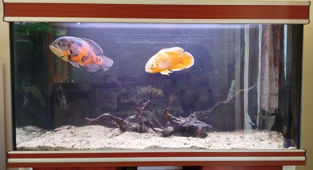 Aquário Aquatlantis completo