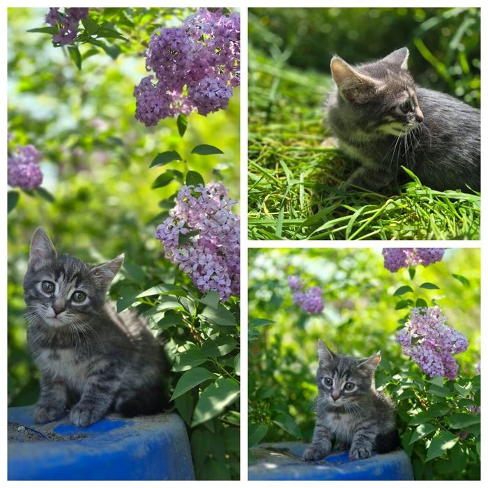 Віддам котиків 2 місяці