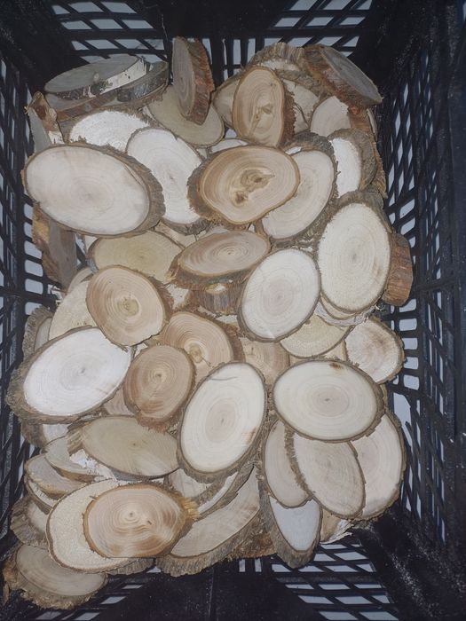 Декоративні зрізи ялівець,бук,ясінь,вільха,береза,дуб,смерека,ялиця,