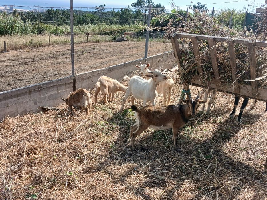 Cabritos de médio  porte
