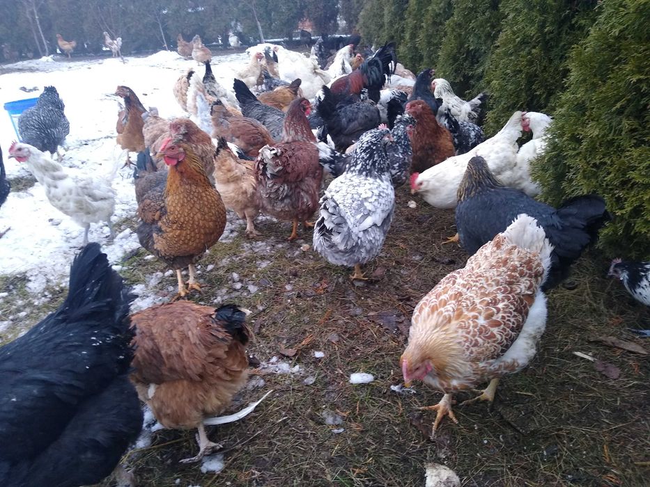 Jaja lęgowe, Wyandotte ceramiczne z miksami, wysyłkam