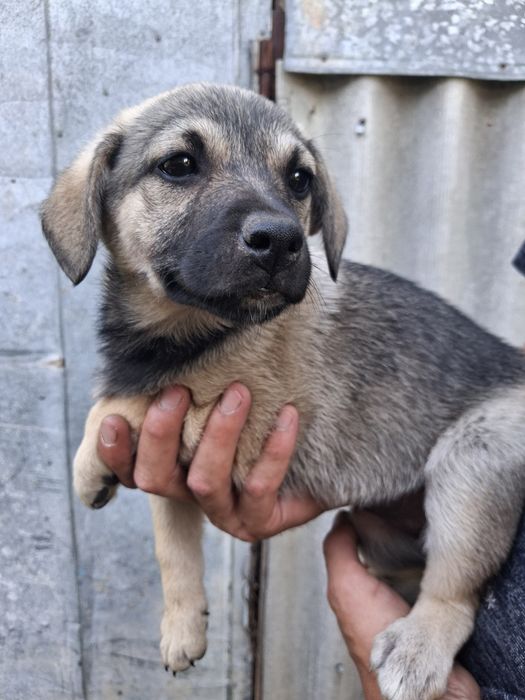 Лілу  шукає люблячу родину цуцик цуценя собака песик