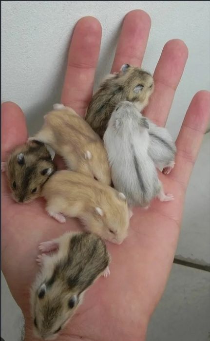 Vendo animais domésticos