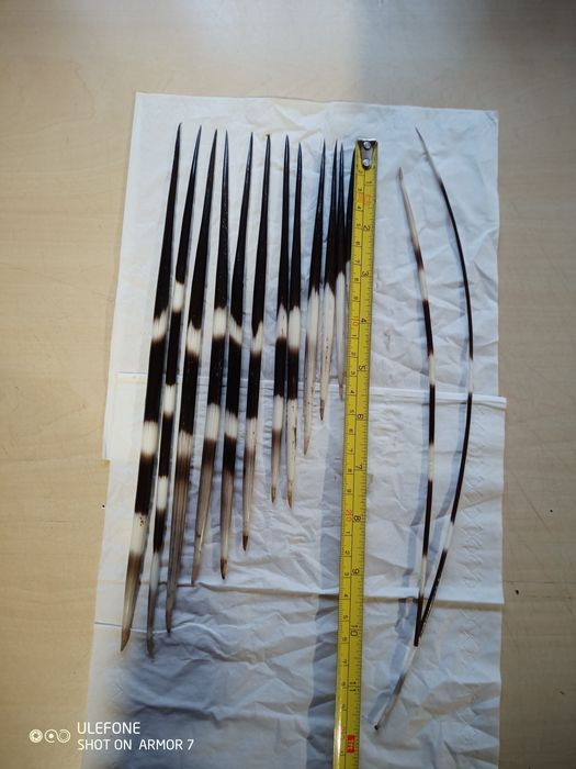 Продам голки дикобраза