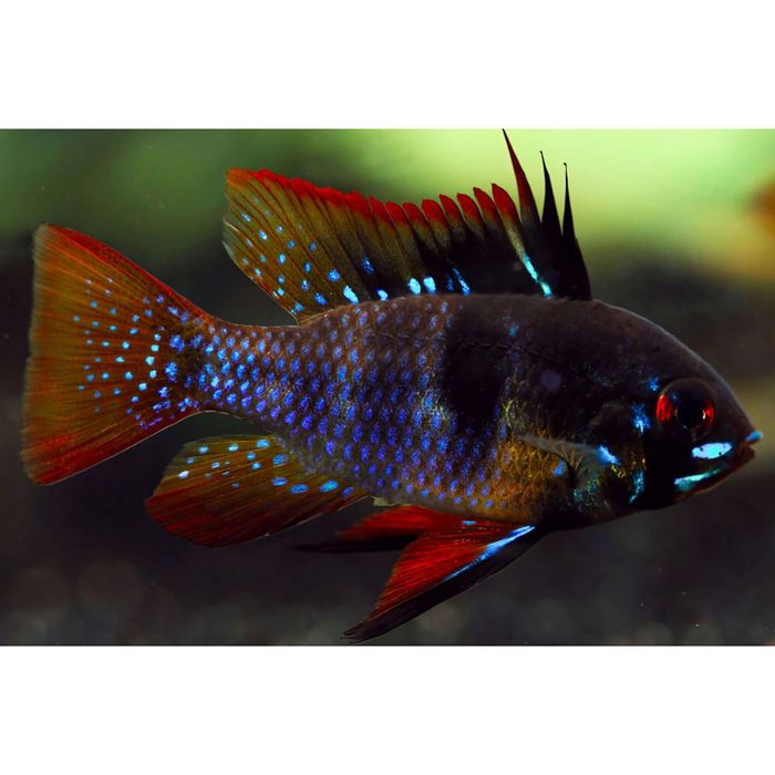 Ramirezi Black Femea