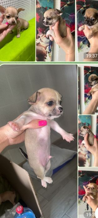 Продам щенков мини чихуахуа