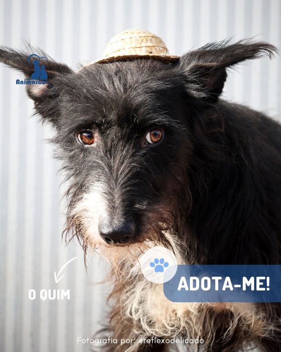 Quim cao porte medio - para adocao