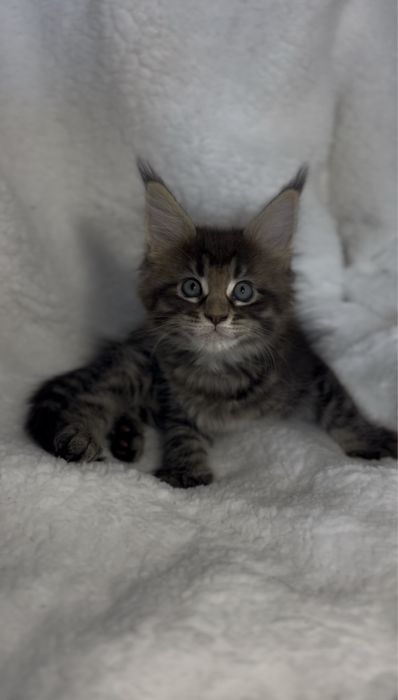 Kotka Maine Coon FPL