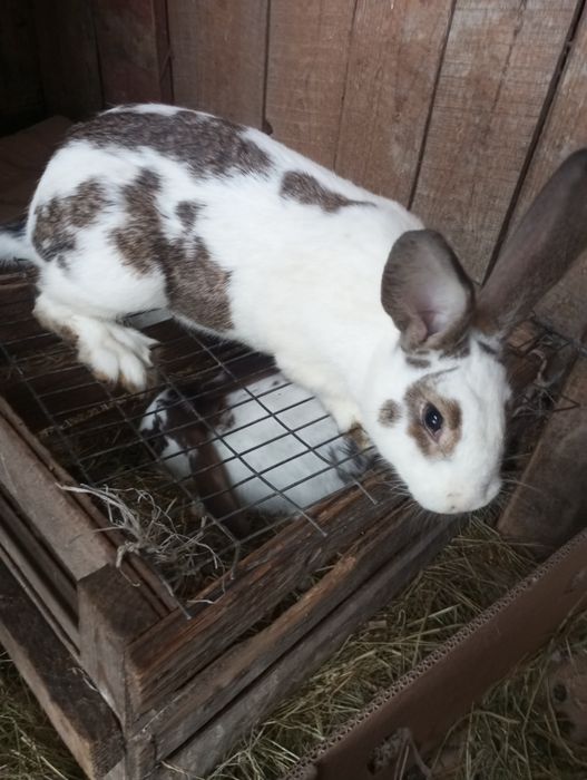 Продам кролі різних порід та віку