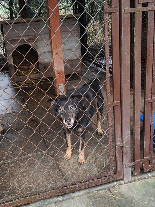 Starszy piesek Felek szuka domu!