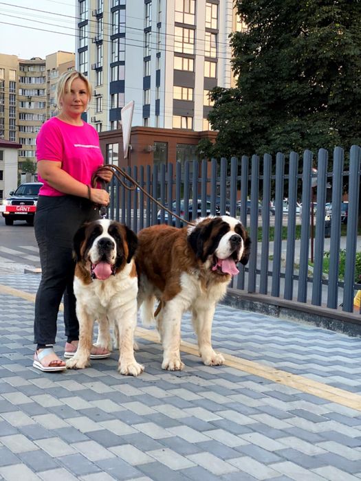 Сенбернар цуценя Дівчинка