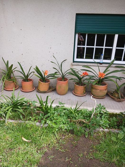 Plantas/Flores muita variedade