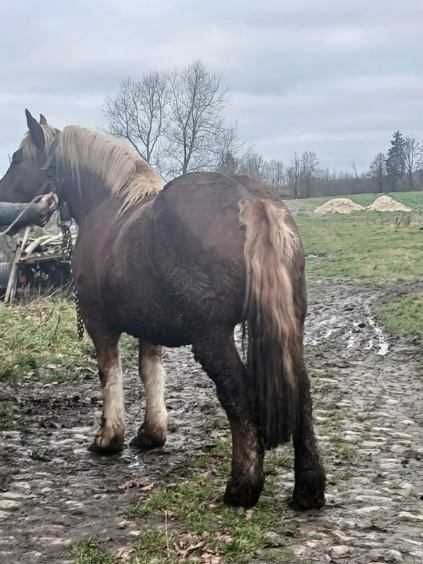 Sprzedam klacz rasy zimnokrwistej, 8 lat