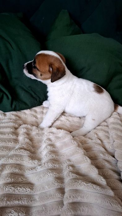 Jack Russell Terrier pies