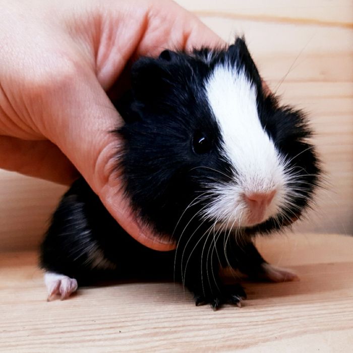 Морские свинки,клетки,корма,аксессуары