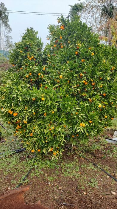 Laranjas, tangerinas e limões