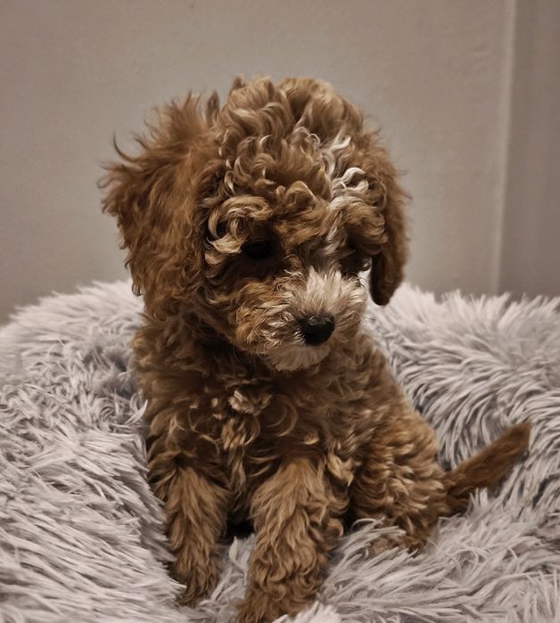 Maltipoo dziewczynka xs