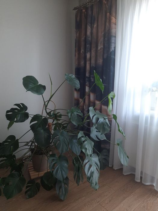 Roślina doniczkowa Monstera 140cm