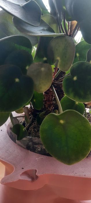 Pieniążek Pilea szczepka