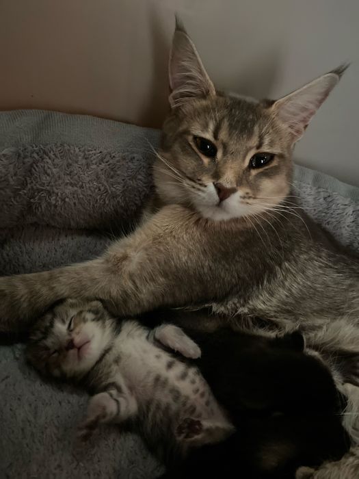Котята породы чаузи ф4 предлагаються к брони