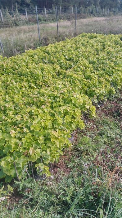 Sadzonki winorośli, winogrona, solaris