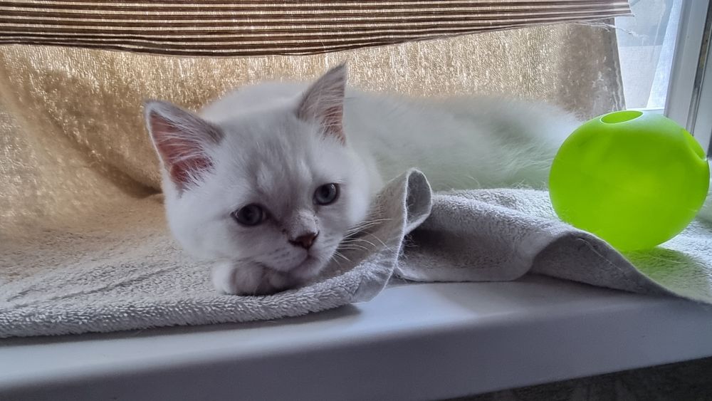 Шотландский котик
