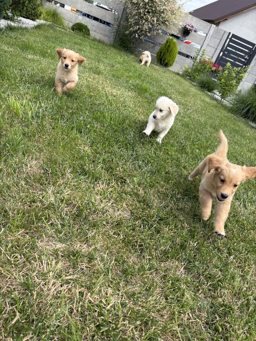 Golden retriever