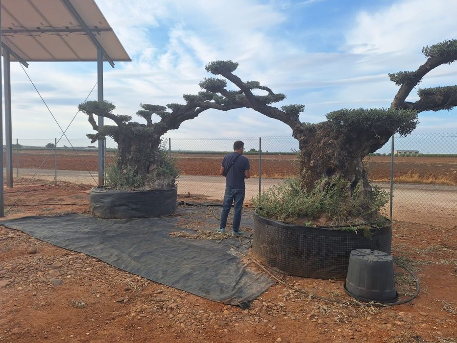 Oliveiras bonsai milenares em pratos XXXLLL