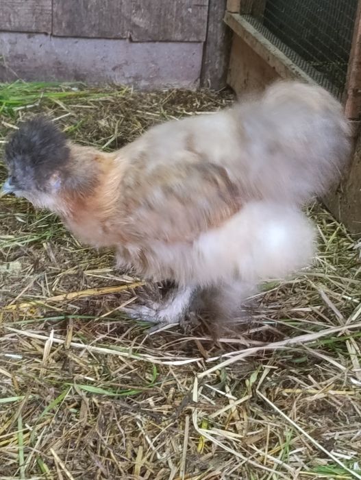 Vendo casais de sedosas