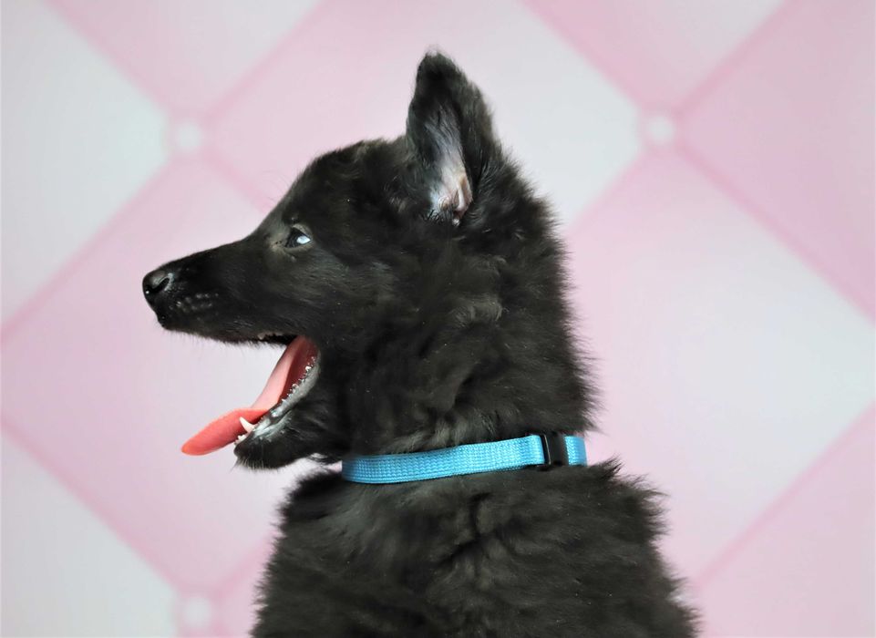 Owczarek Belgijski nie niemiecki Groenendael po Ch.i Zw.Klubu ZKwP FCI