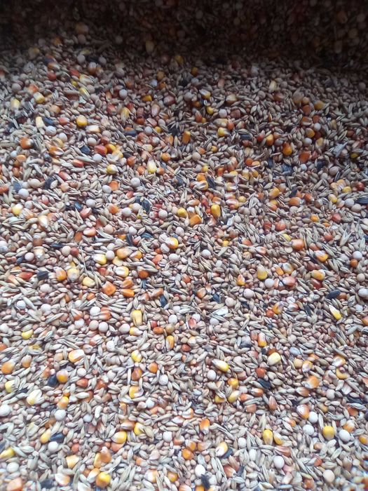 pszenica jęczmień jary, owies, kukurydza, mieszanki, śruta