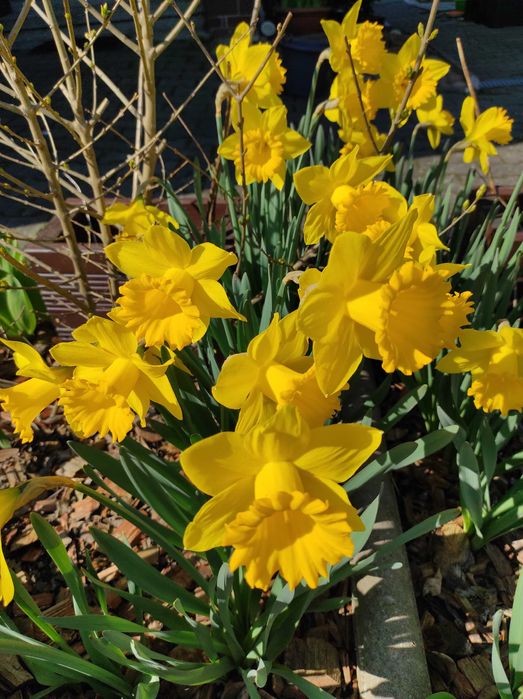 promocja na Irysy pachnące białe