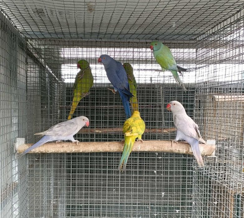 Ring necks violeta, azuis e malhados. Reprodutores e jovens