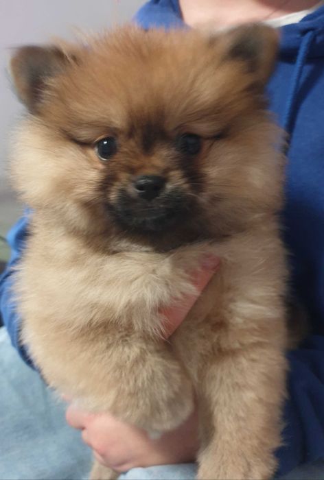 Szpic miniaturowy pomeranian