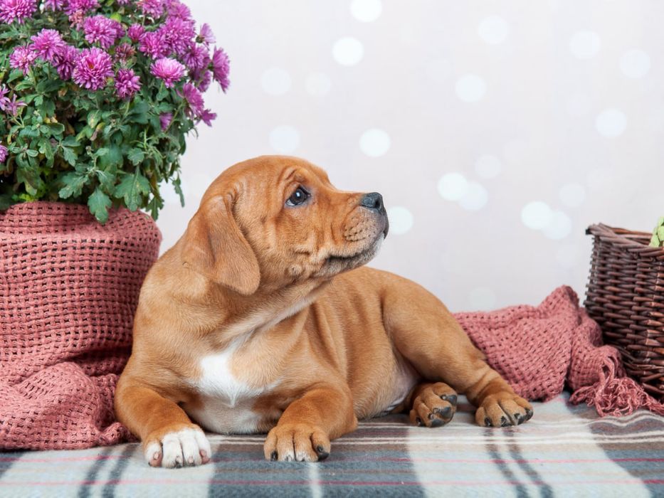 Стаффордширський Бультер'єр (Стаффі)