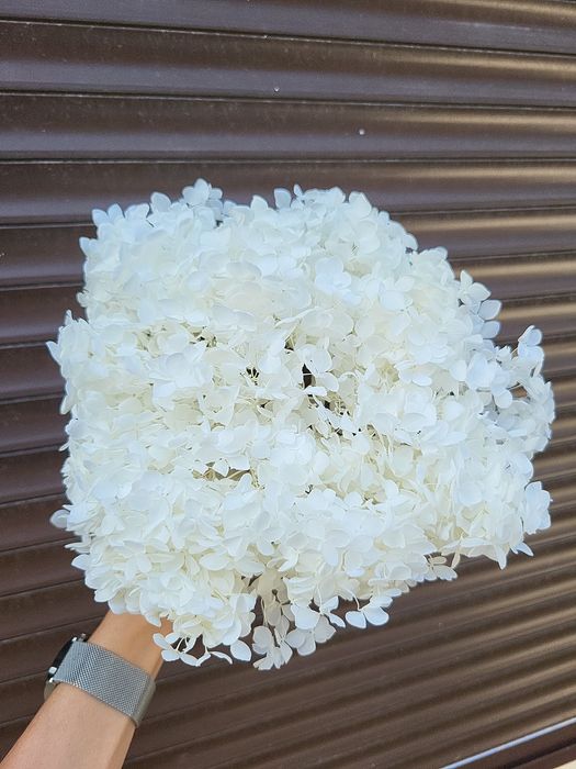 Очерет тростина пампас гіпсофіла сухоцвіти пампасна камыш війник