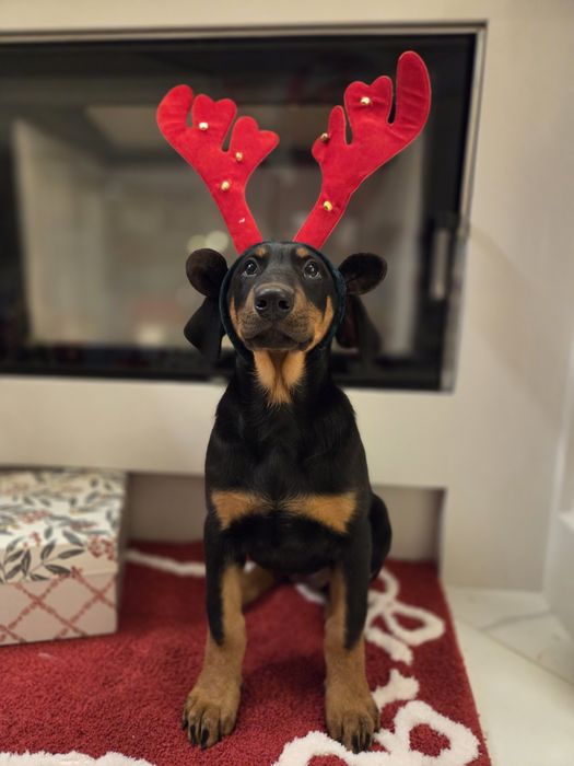 Sprzedam szczeniaka Dobermana