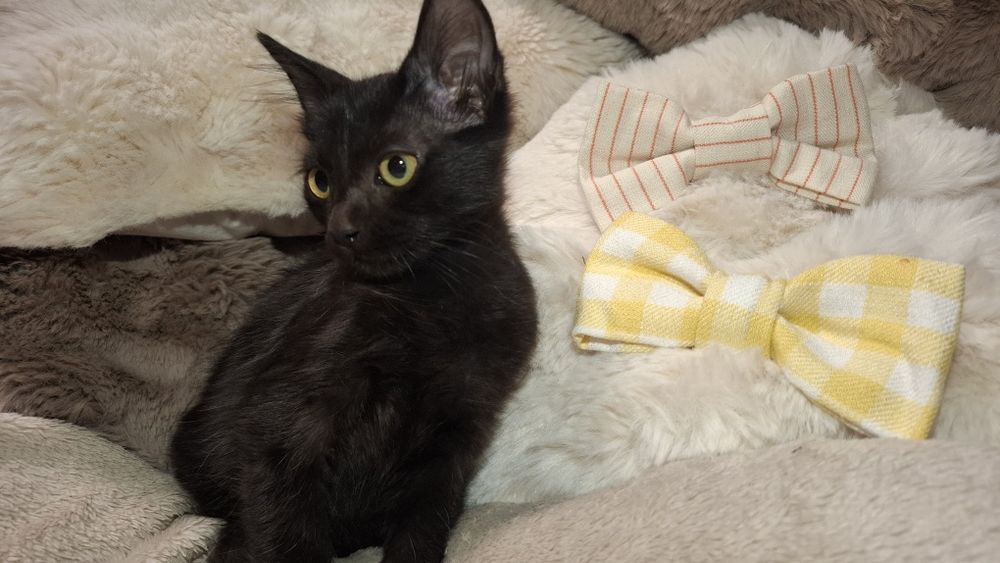 Gatinhos para adopção com oferta dos primeiros tratamentos veterinários