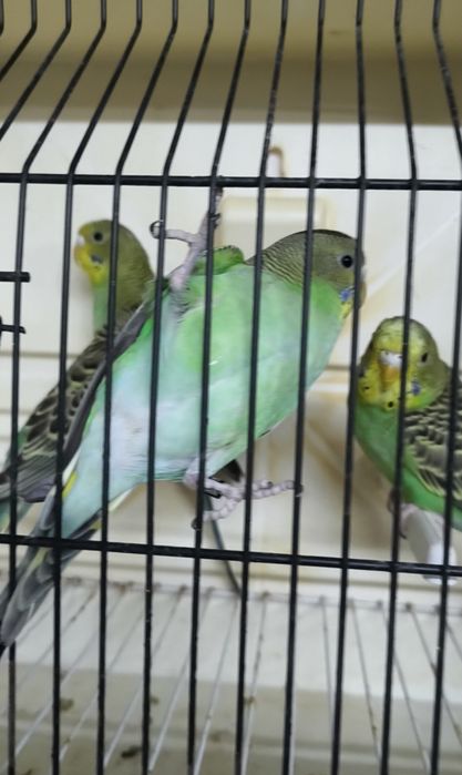 Periquitos australianos